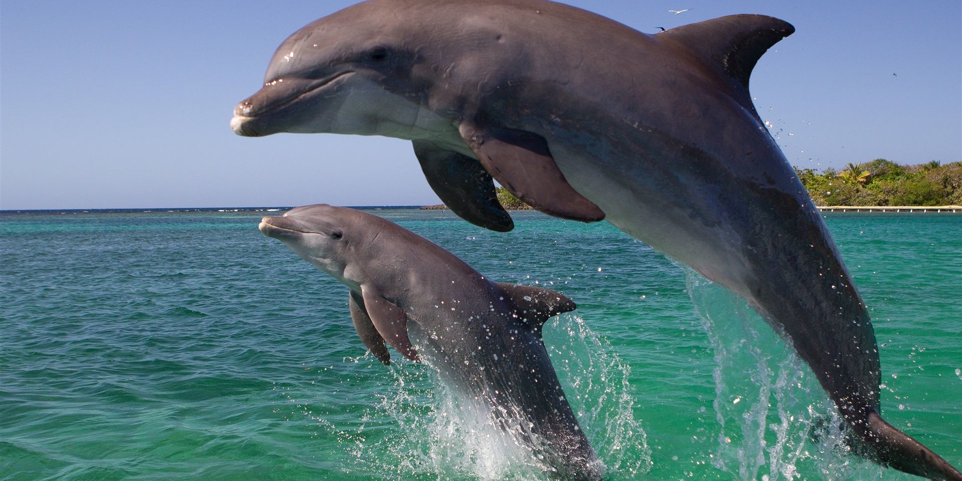 Captain Flipper: Dolphins And Their Role In The Navy